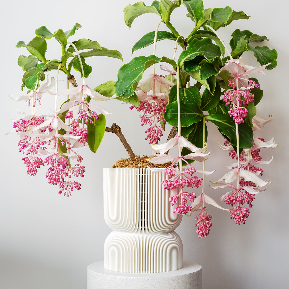 REFLECTION SELF-WATERING PLANTER - VerdiPot