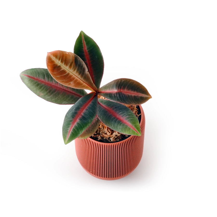 Red-veined Labisia foliage in a terracotta Lina planter.