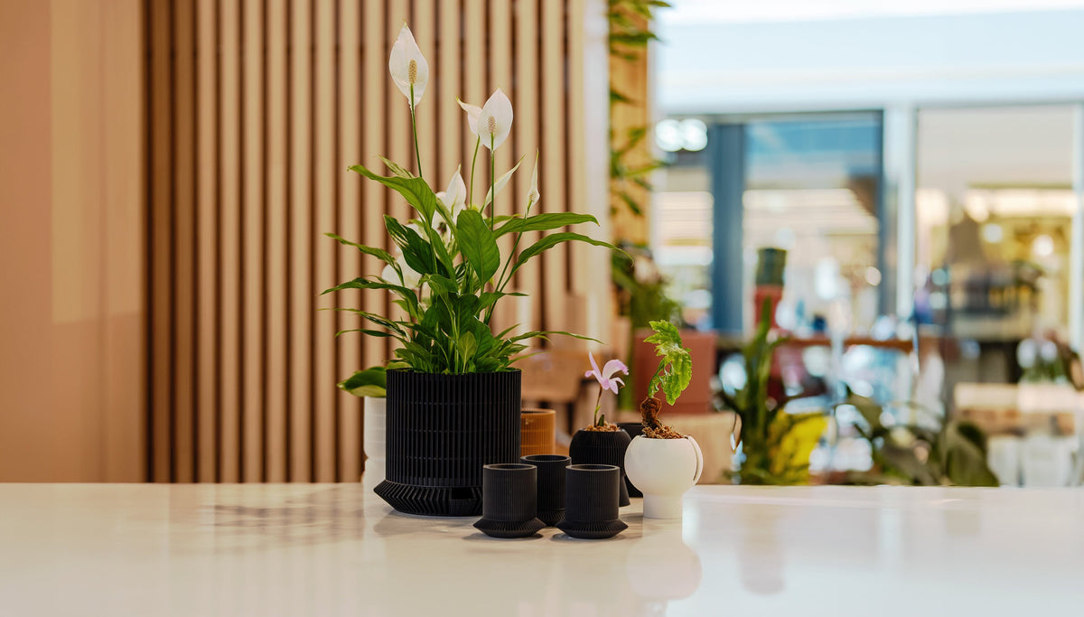 VerdiPot planters displayed on a shop counter, with a flowering plant in a tall black lattice planter and smaller black and white planters.